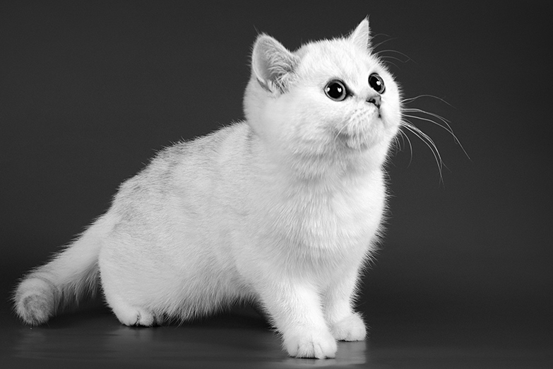 Britų trumpaplaukiai - katė Jadwiga's Dunja*NL. Britų trumpaplaukių kačių veislynas BlackonSilver*LT.