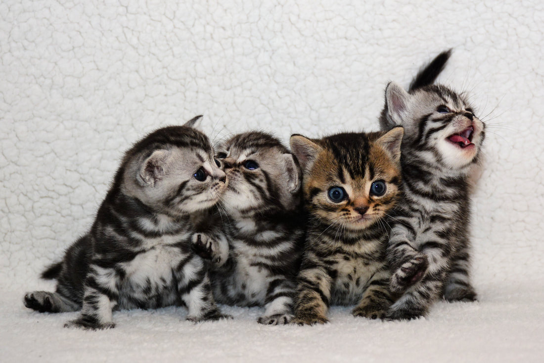 Britų trumpaplaukiai kačiukai - Jaide, Jason, Juno ir Jupiter Black on Silver*LT.