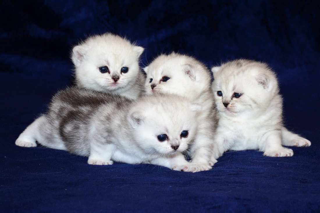 Britų trumpaplaukiai kačiukai - Maia, Medea, Minta ir Mutis Black on Silver*LT.