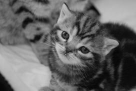Britų trumpaplaukiai - katytė Aurea Black on Silver*LT. Britų trumpaplaukių kačių veislynas BlackonSilver*LT.