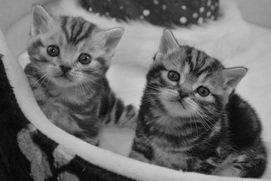 Britų trumpaplaukiai - kačiukai Aurea ir Adilis Black on Silver*LT. Britų trumpaplaukių kačių veislynas BlackonSilver*LT.