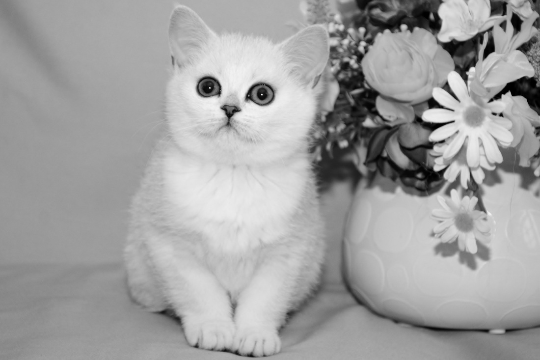 Britų trumpaplaukiai - katytė Coliuke Black on Silver*LT. Britų trumpaplaukių kačių veislynas BlackonSilver*LT.