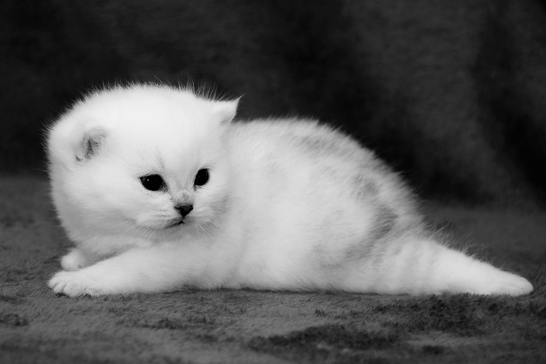 Britų trumpaplaukiai - katytė Elea Black on Silver*LT. Britų trumpaplaukių kačių veislynas BlackonSilver*LT.