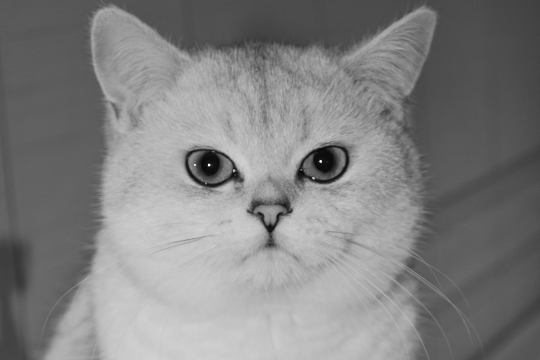 Britų trumpaplaukiai - katinas Chaos Silkberry*LT. Britų trumpaplaukių kačių veislynas BlackonSilver*LT.