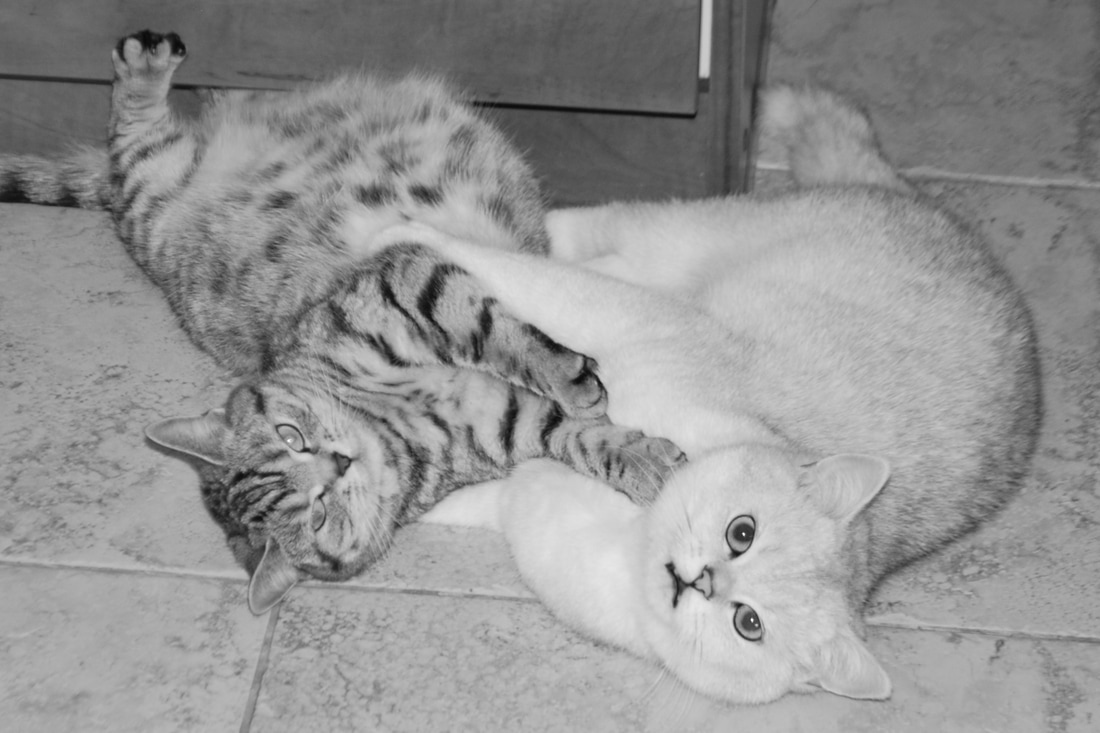 Britų trumpaplaukiai - katė Isabella Laureen Cherie*CZ ir katinas Chaos Silkberry*LT. Britų trumpaplaukių kačių veislynas BlackonSilver*LT.