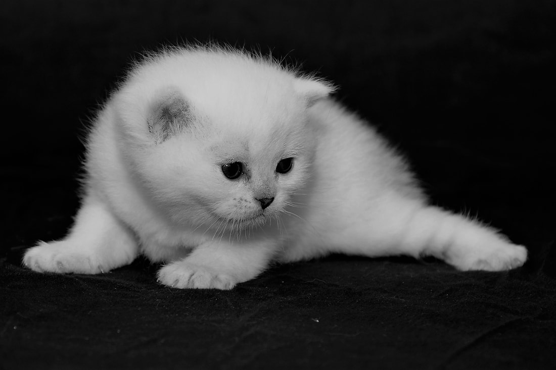 Britų trumpaplaukiai - katytė Delina Black on Silver*LT. Britų trumpaplaukių kačių veislynas BlackonSilver*LT.