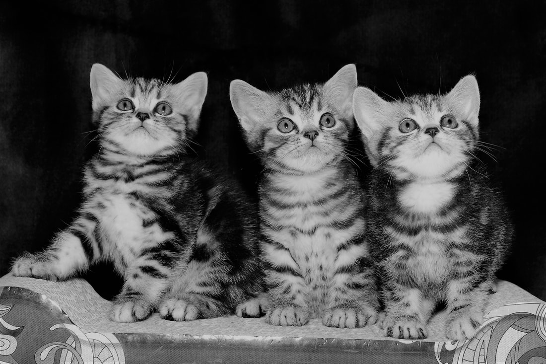 Britų trumpaplaukiai - kačiukai D-vada Black on Silver*LT. Britų trumpaplaukių kačių veislynas BlackonSilver*LT.
