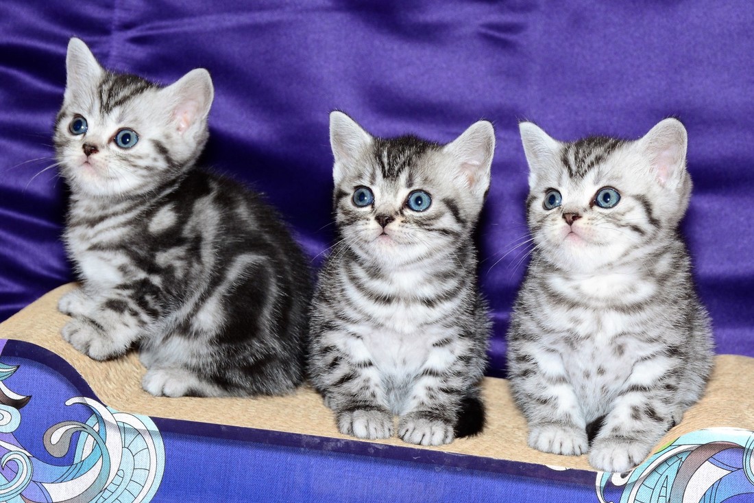 Britų trumpaplaukiai kačiukai - Figaro, Feja ir Felisa Black on Silver*LT.