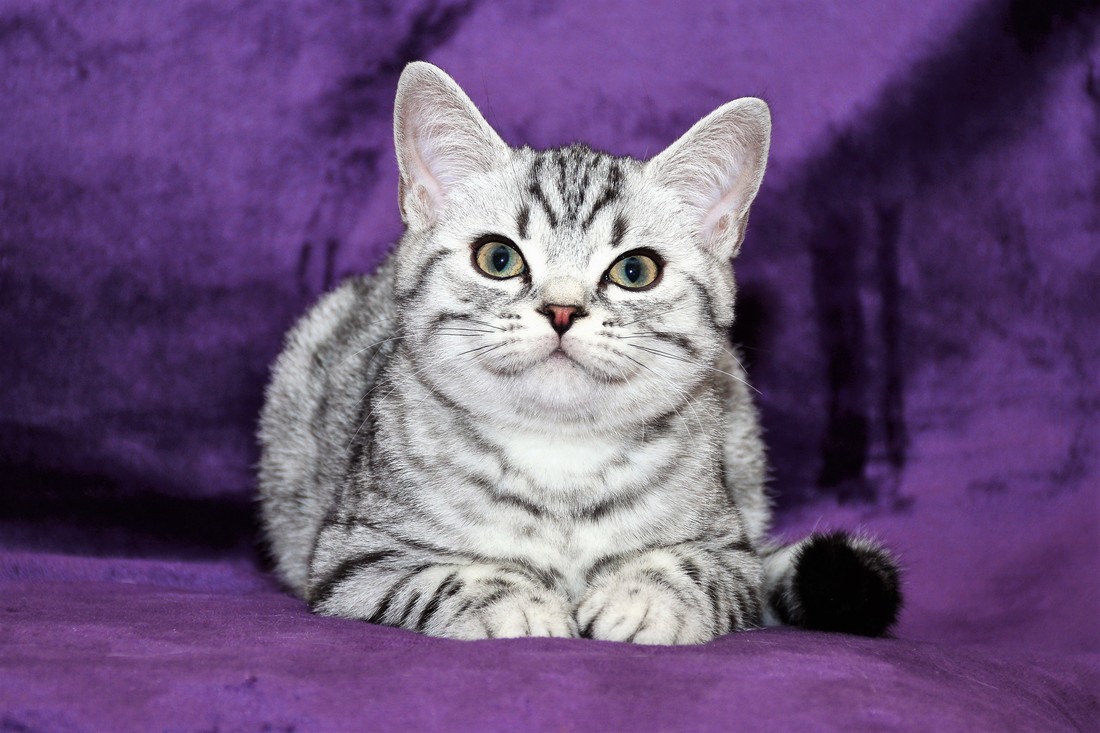 Britų trumpaplaukiai - kačiukas Demas Black on Silver*LT. Britų trumpaplaukių kačių veislynas BlackonSilver*LT.