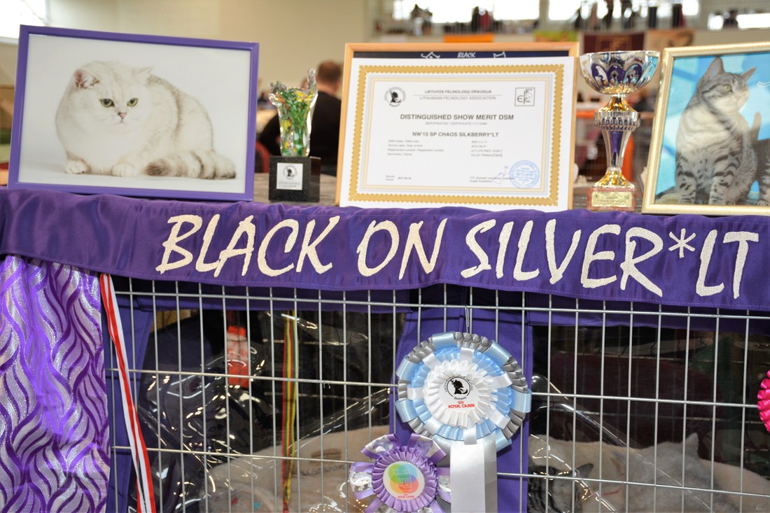 Britų trumpaplaukiai - katinas Chaos Black on Silver*LT. Britų trumpaplaukių kačių veislynas BlackonSilver*LT.