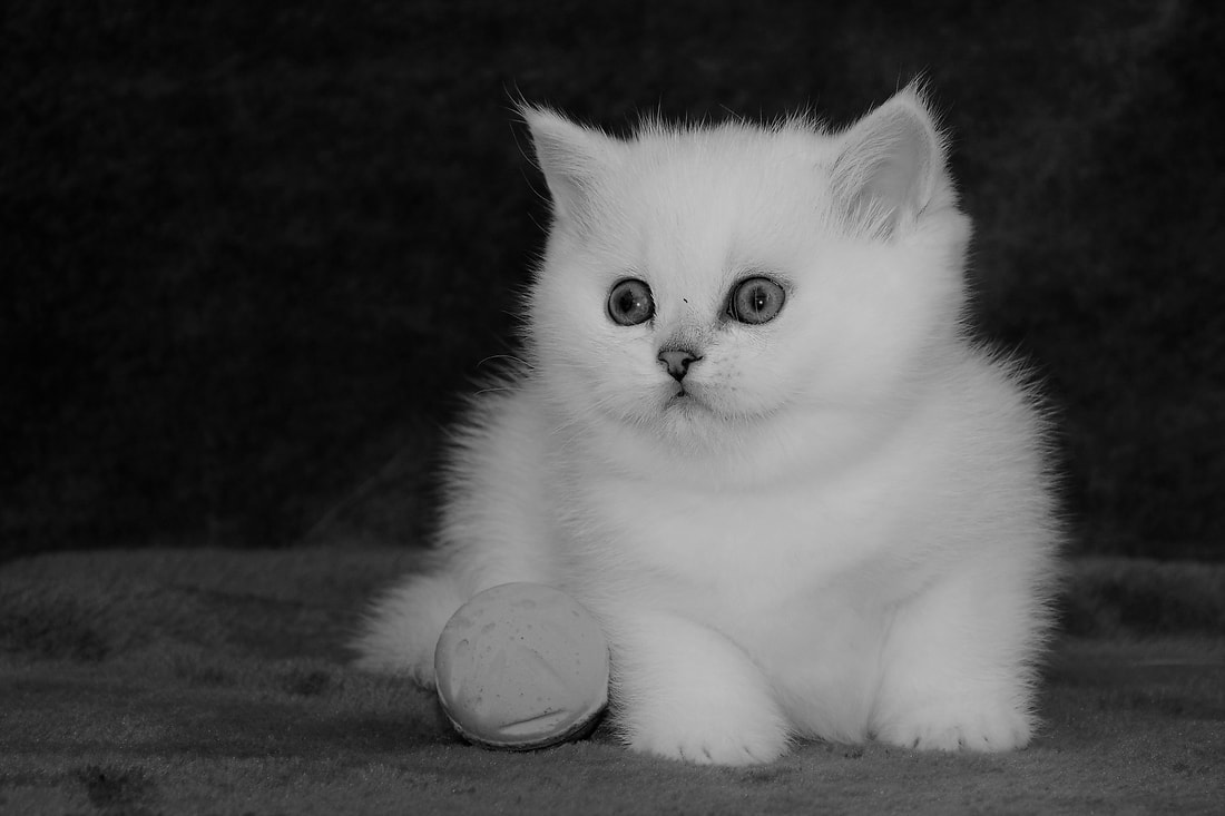 Britų trumpaplaukiai - katytė Elea Black on Silver*LT. Britų trumpaplaukių kačių veislynas BlackonSilver*LT.