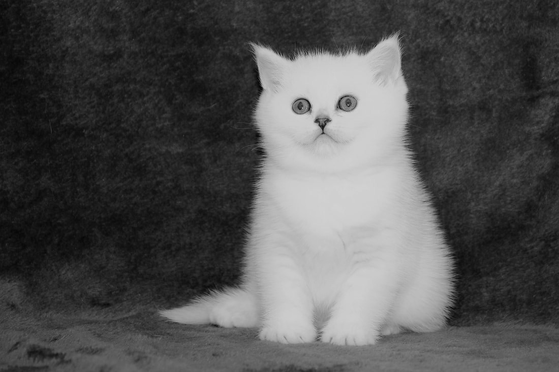 Britų trumpaplaukiai - katytė Eve Black on Silver*LT. Britų trumpaplaukių kačių veislynas BlackonSilver*LT.