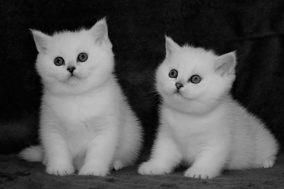 Britų trumpaplaukiai - kačiukai Eve ir Elea Black on Silver*LT. Britų trumpaplaukių kačių veislynas BlackonSilver*LT.