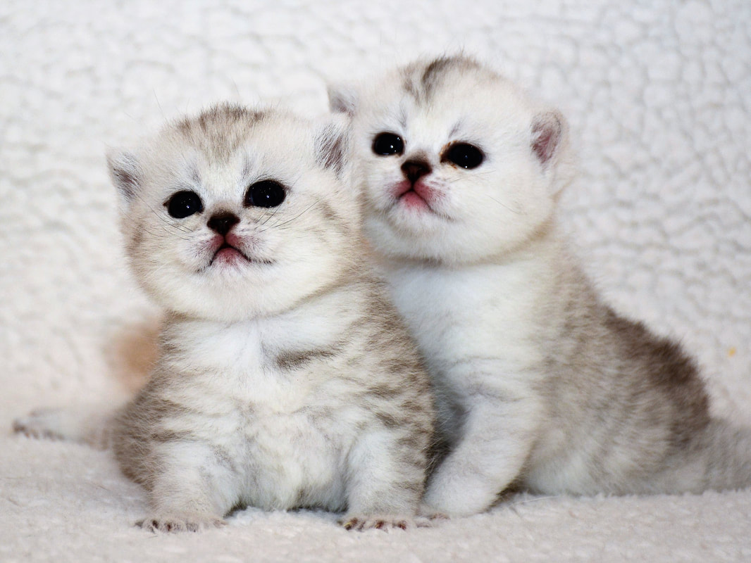 Britų trumpaplaukiai kačiukai - Kate ir Kiti Black on Silver*LT.