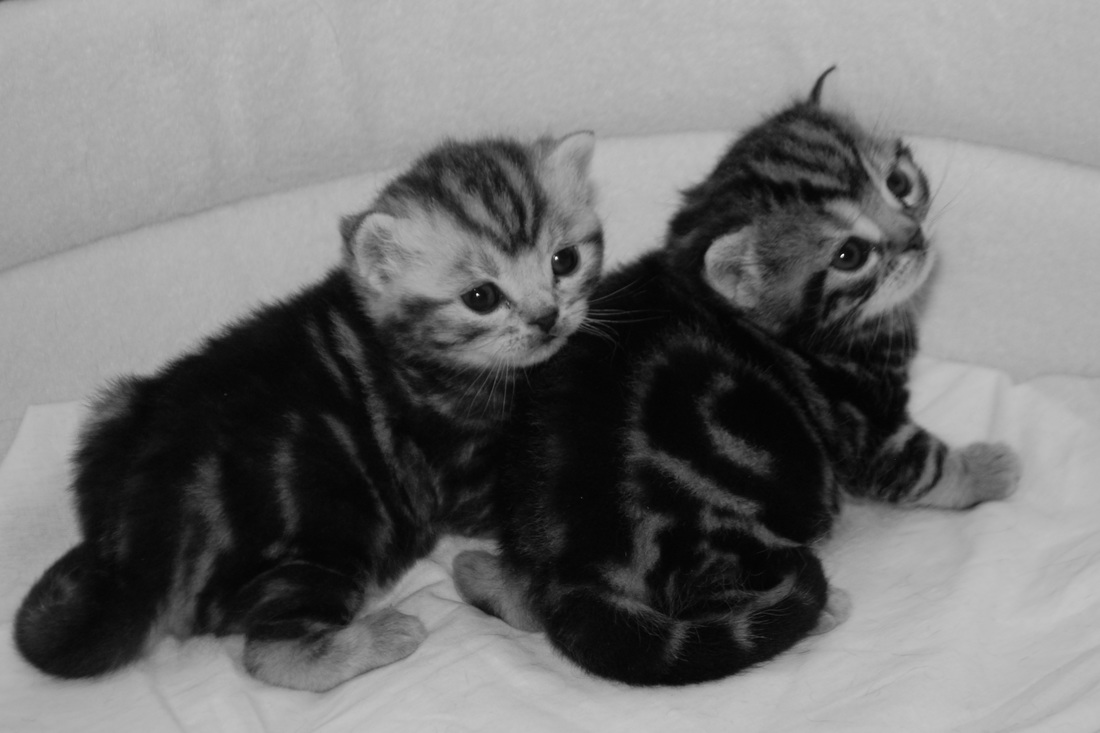 Britų trumpaplaukiai - kačiukai Aurea ir Adilis Black on Silver*LT. Britų trumpaplaukių kačių veislynas BlackonSilver*LT.