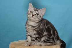 Britų trumpaplaukiai - kačiukas Adilis Black on Silver*LT. Britų trumpaplaukių kačių veislynas BlackonSilver*LT.