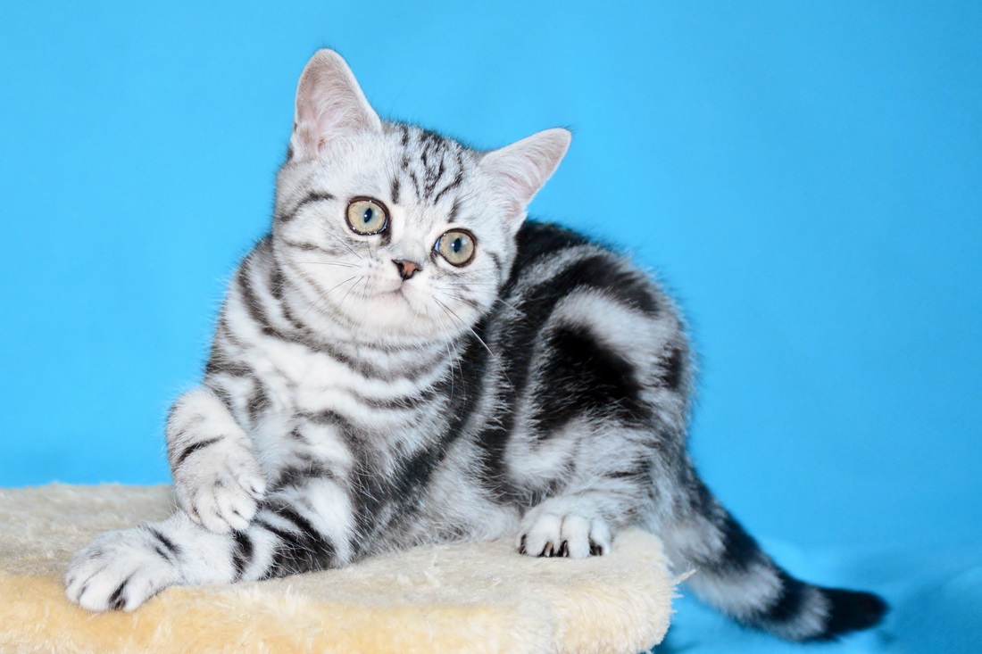 Britų trumpaplaukiai - kačiukas Basilis Black on Silver*LT. Britų trumpaplaukių kačių veislynas BlackonSilver*LT.
