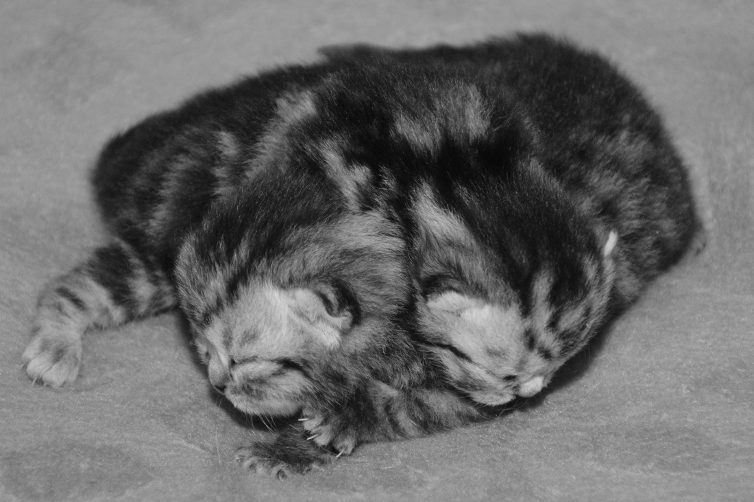 Britų trumpaplaukiai - kačiukai Bartas ir Basilis Black on Silver*LT. Britų trumpaplaukių kačių veislynas BlackonSilver*LT.