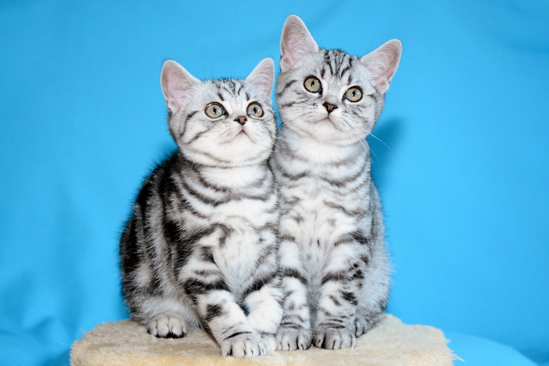 Britų trumpaplaukiai - kačiukai Bartas ir Basilis Black on Silver*LT. Britų trumpaplaukių kačių veislynas BlackonSilver*LT.