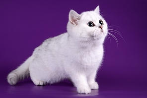 Britų trumpaplaukiai - katė Jadwiga's Dunja*NL. Britų trumpaplaukių kačių veislynas BlackonSilver*LT.