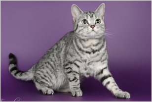 Britų trumpaplaukiai - katė Isabella Laureen Cherie*CZ. Britų trumpaplaukių kačių veislynas BlackonSilver*LT.
