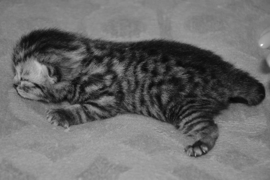 Britų trumpaplaukiai - kačiukas Bartas Black on Silver*LT. Britų trumpaplaukių kačių veislynas BlackonSilver*LT.