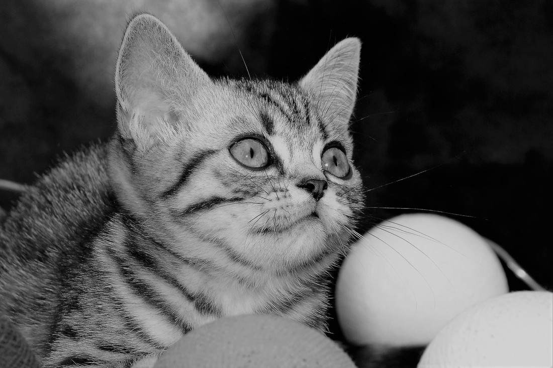 Britų trumpaplaukiai - katė Dorothea Black on Silver*LT. Britų trumpaplaukių kačių veislynas BlackonSilver*LT.