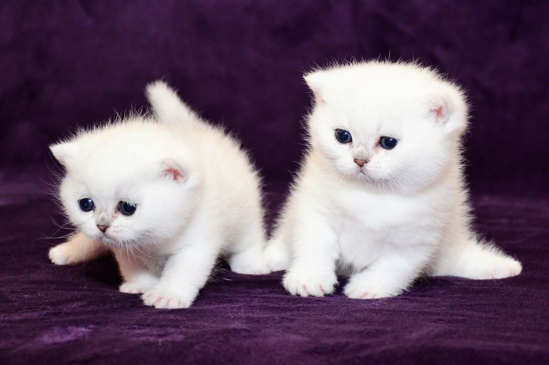 Britų trumpaplaukiai kačiukai - Eve ir Elea Black on Silver*LT.