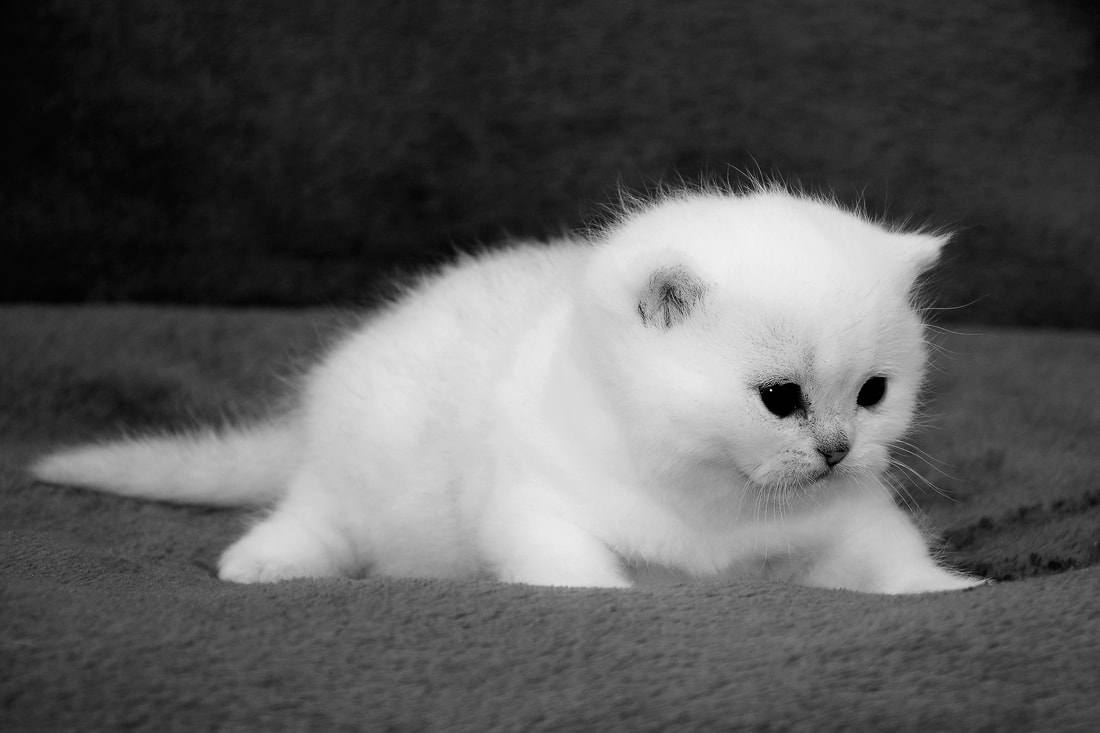 Britų trumpaplaukiai - katytė Eve Black on Silver*LT. Britų trumpaplaukių kačių veislynas BlackonSilver*LT.