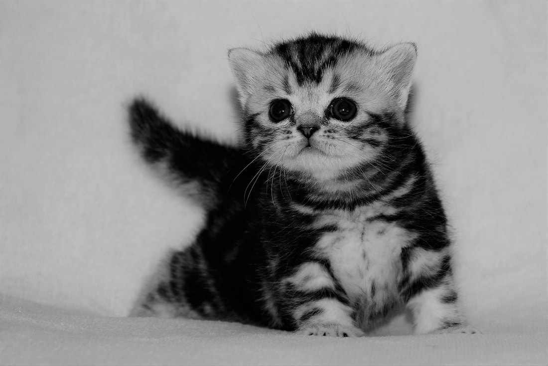 Britų trumpaplaukiai - kačiukas Demas Black on Silver*LT. Britų trumpaplaukių kačių veislynas BlackonSilver*LT.