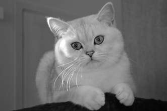 Britų trumpaplaukiai - katinas Chaos Silkberry*LT. Britų trumpaplaukių kačių veislynas BlackonSilver*LT.