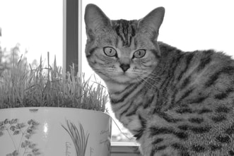 Britų trumpaplaukiai - katė Isabella Laureen Cherie*CZ. Britų trumpaplaukių kačių veislynas BlackonSilver*LT.