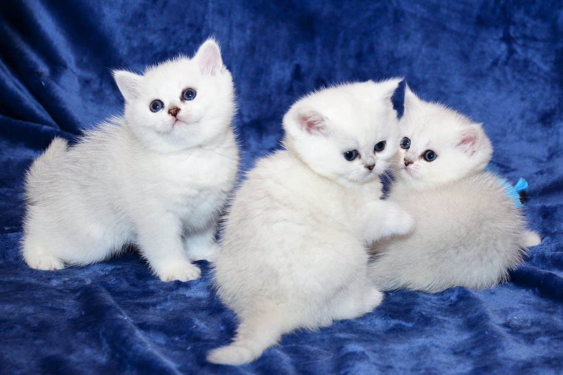 Britų trumpaplaukiai kačiukai - Gulbis, Gabi ir Greia Black on Silver*LT.