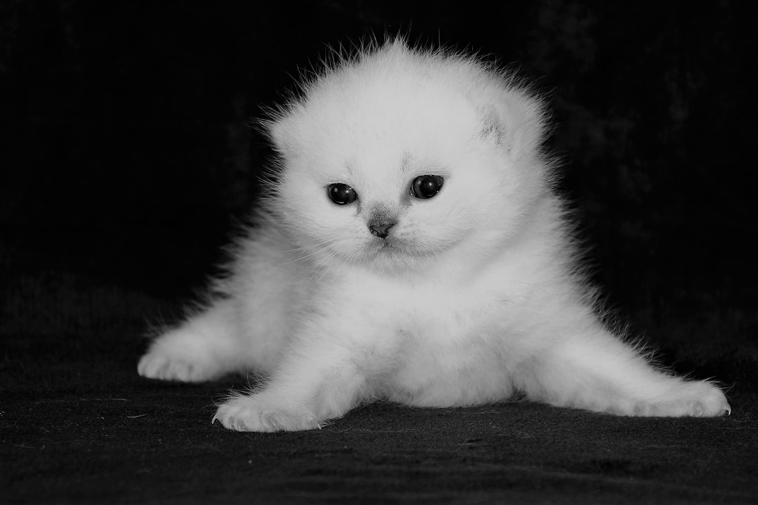 Britų trumpaplaukiai - katytė Dorothea Black on Silver*LT. Britų trumpaplaukių kačių veislynas BlackonSilver*LT.