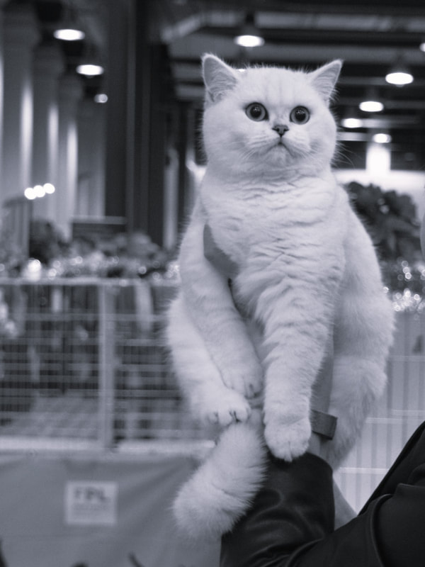 Britų trumpaplaukiai - katė Dorothea Black on Silver*LT. Britų trumpaplaukių kačių veislynas BlackonSilver*LT.