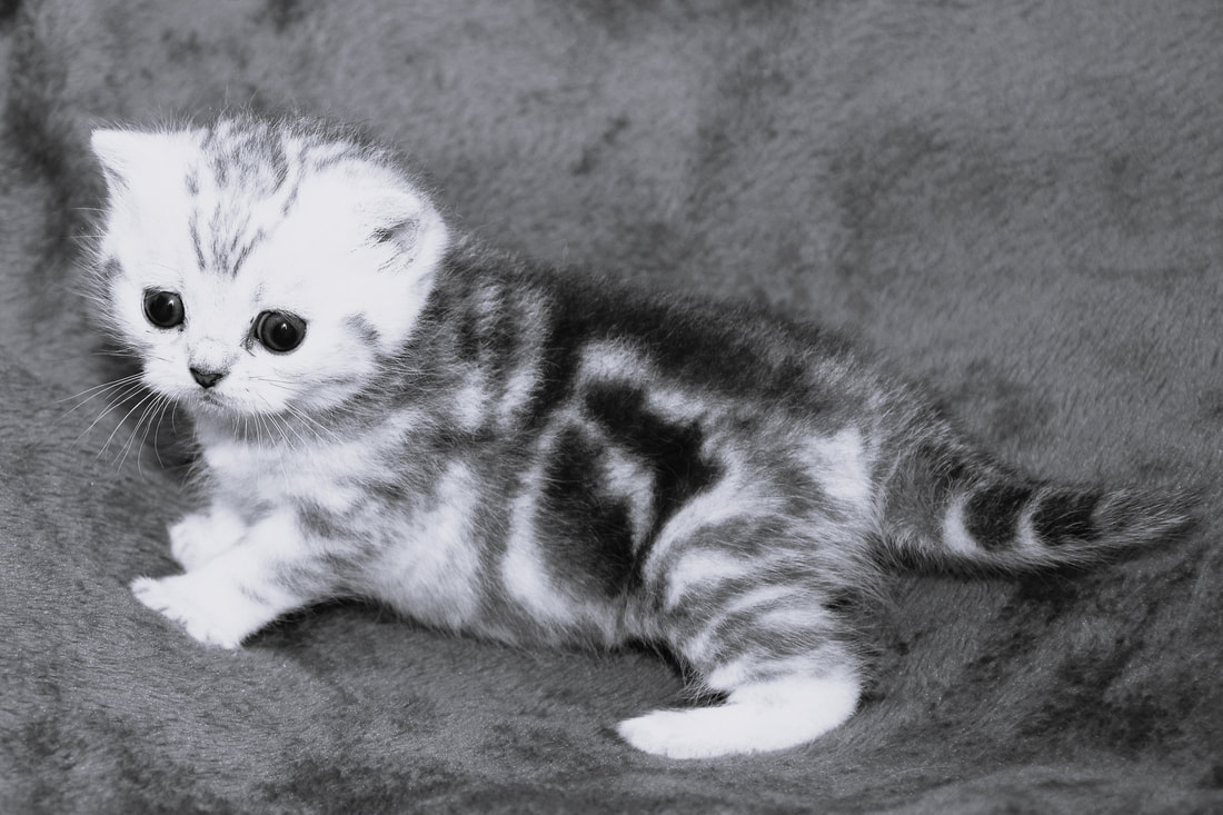 Britų trumpaplaukiai - katytė Dorothea Black on Silver*LT. Britų trumpaplaukių kačių veislynas BlackonSilver*LT.