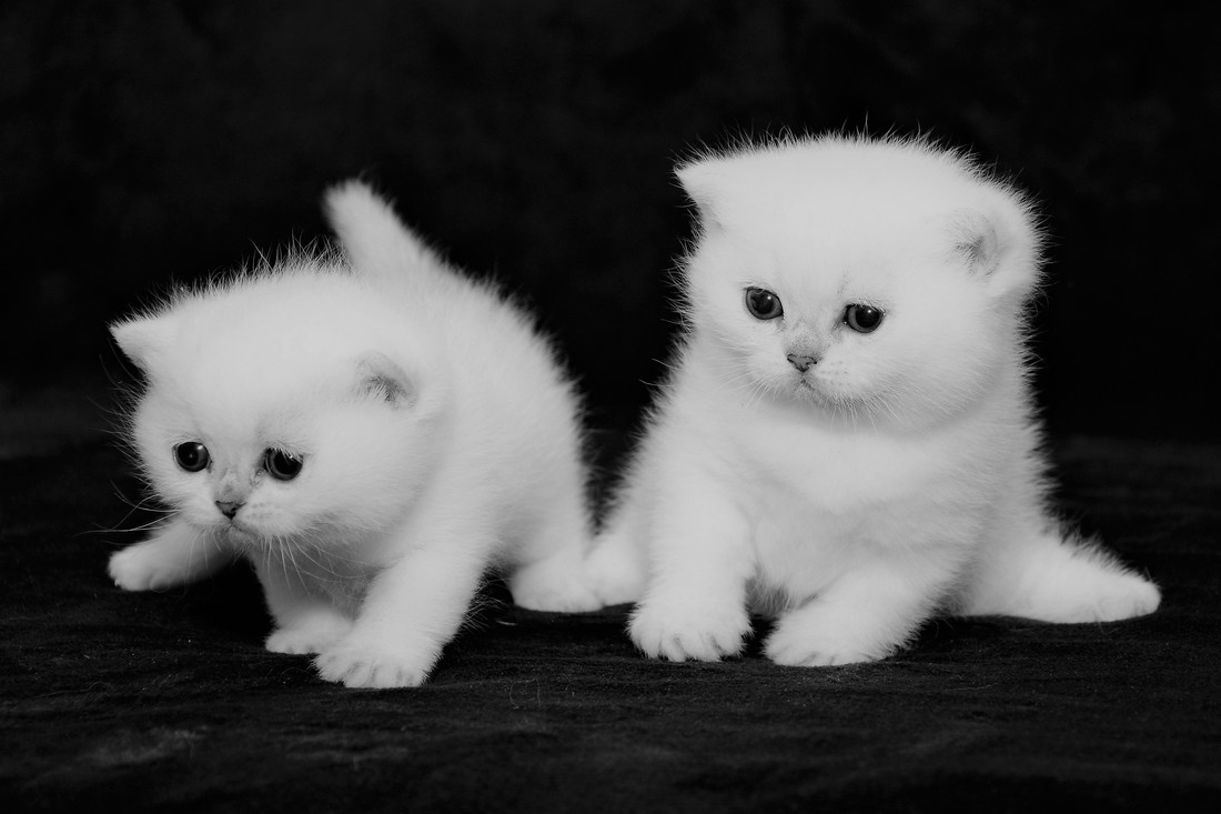Britų trumpaplaukiai - kačiukai Eve ir Elea Black on Silver*LT. Britų trumpaplaukių kačių veislynas BlackonSilver*LT.
